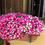 Il Giardino Sul Mare 3*